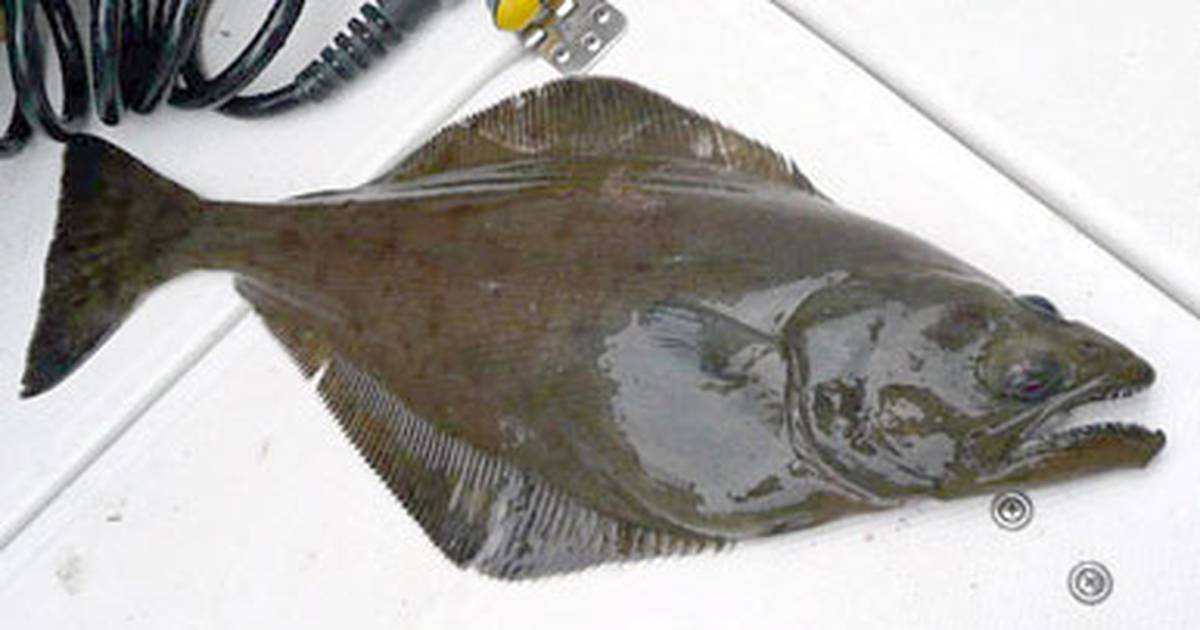 Turbot: A Delicious Flatfish – Recette Magazine
