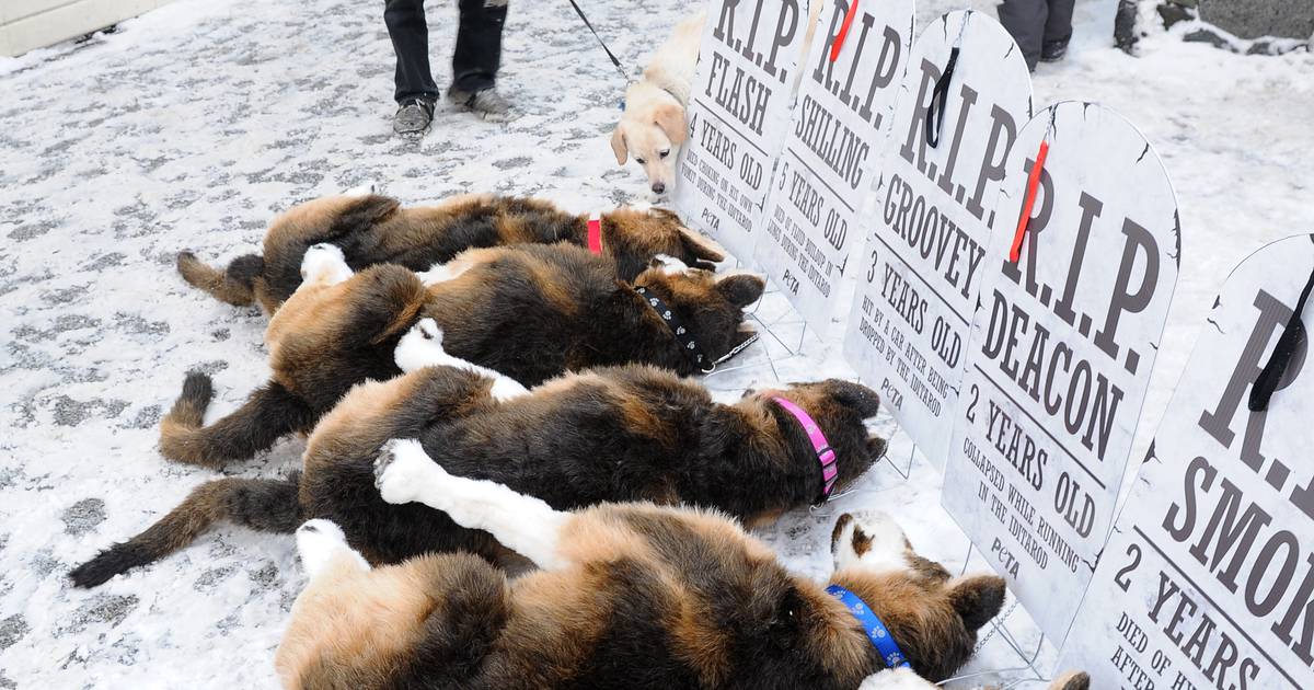 do dogs die on the iditarod