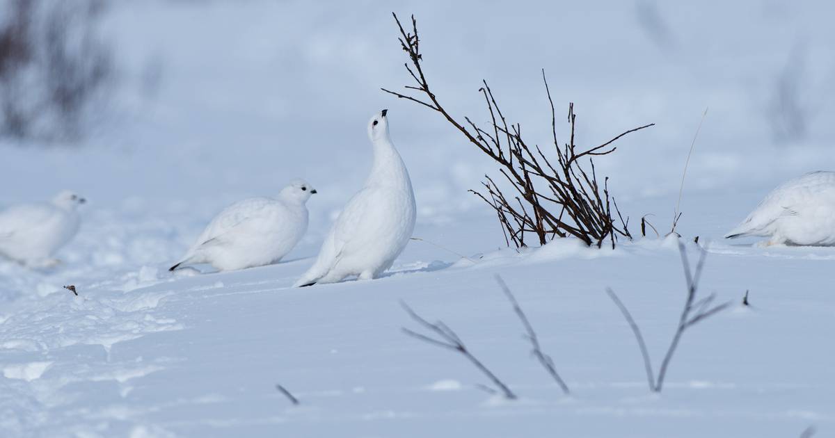 willow ptarmigan winter