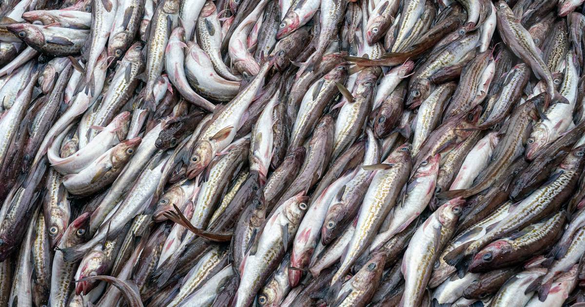 Trident Seafoods 发现在中国开展业务需要监管补救措施