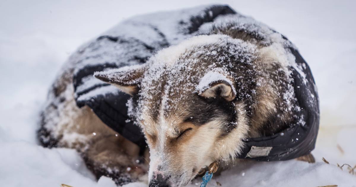 are sled dogs treated fairly