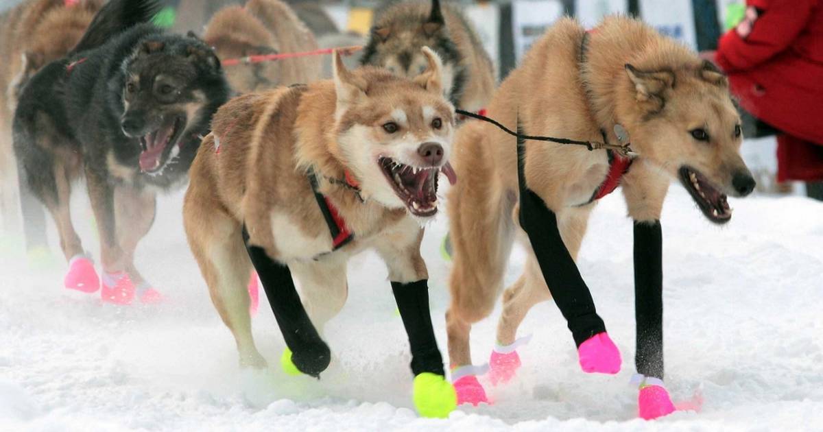 Sled Dog Musher Leggings - Siberian Husky & Alaskan Malamute