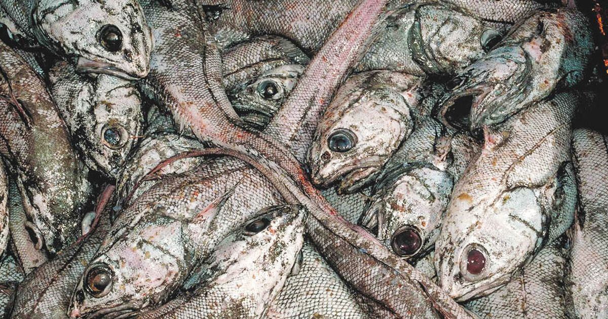 New Protections Are On The Way For Deep Sea Trash Fish