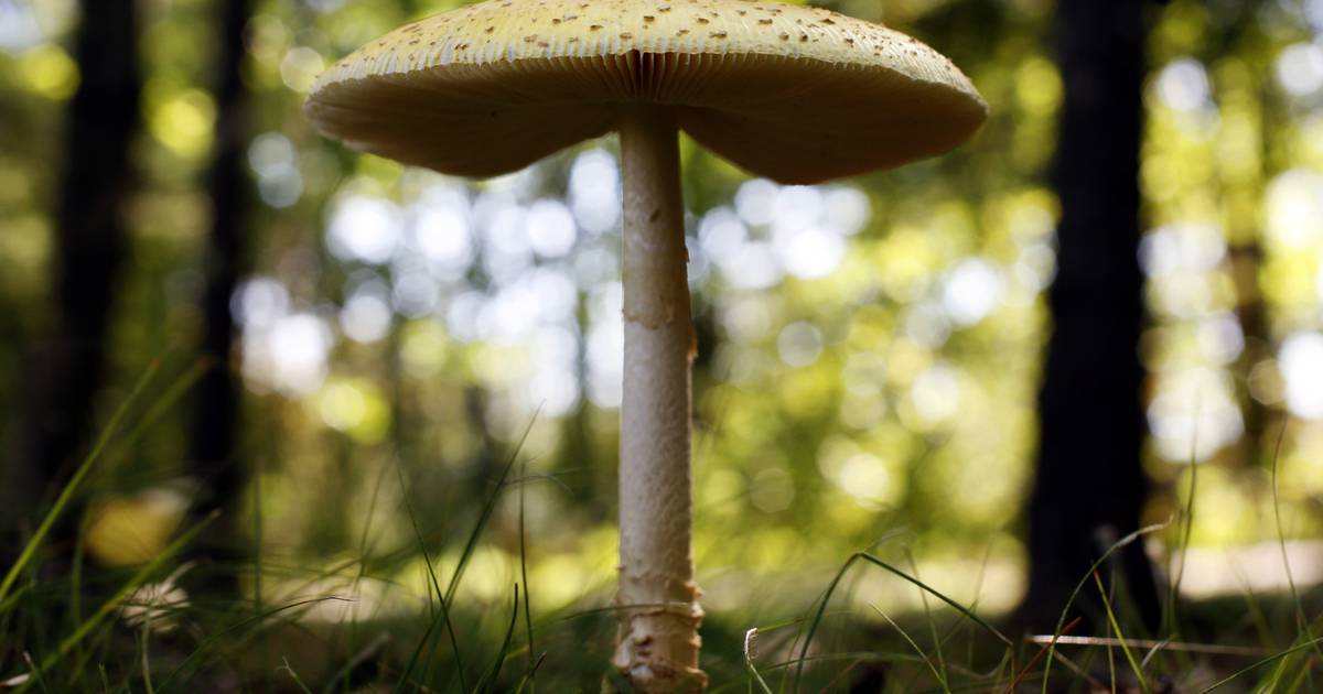 Reader questions: Mushrooms, sawflies and yellow lawns