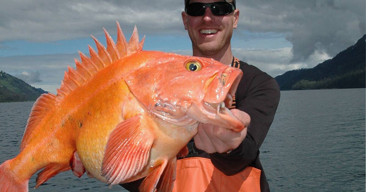 Despite ADN story, charter fishery no threat to rockfish - Anchorage Daily  News