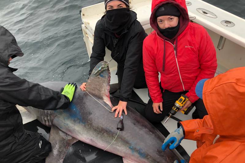 Shark biologists stumble into a deep-sea murder mystery