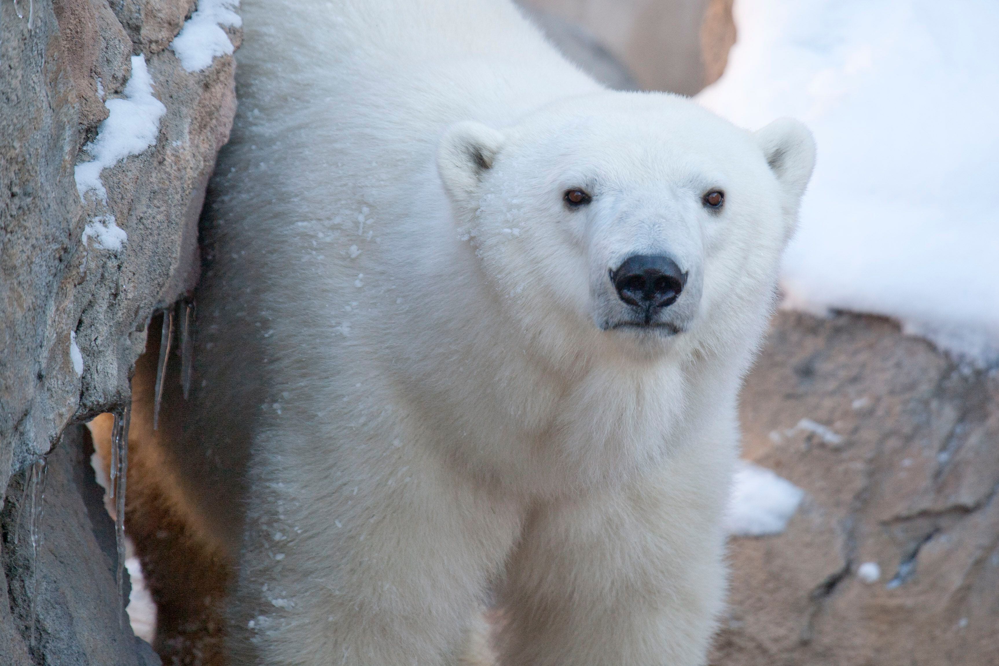 Oregon Zoo's Nora the polar bear helps in Arctic conservation efforts