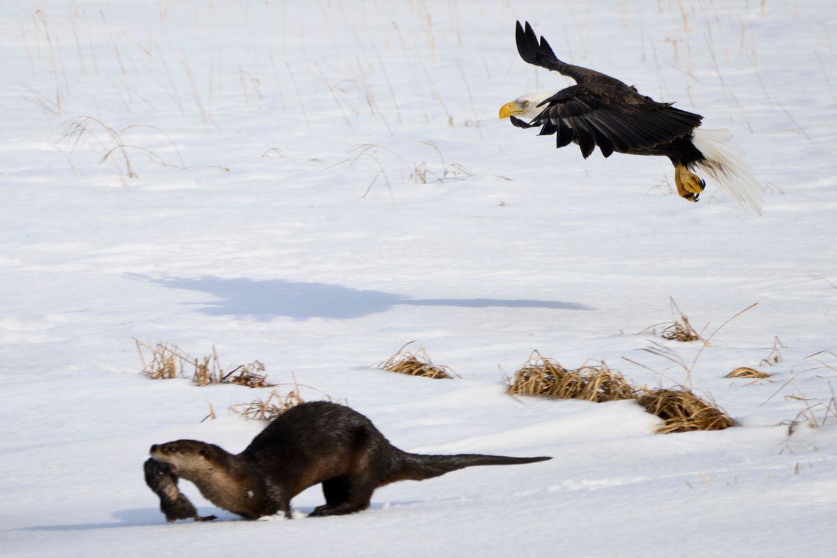 Anchorage river otters are fun to watch, but keep your dog away - Anchorage Daily News