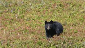 3 bears killed at Eklutna campground after getting into campers’ food