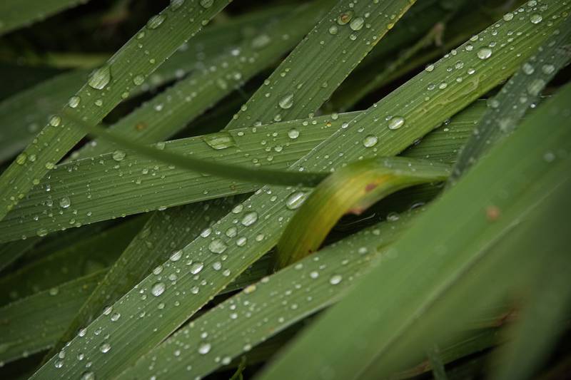 ‘Teaming With Microbes’ podcast: Is too much rain bad for your garden?