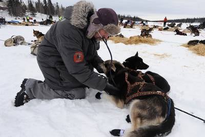 Book review: ‘Four Thousand Paws’ is a welcome addition to the growing library of Iditarod literature