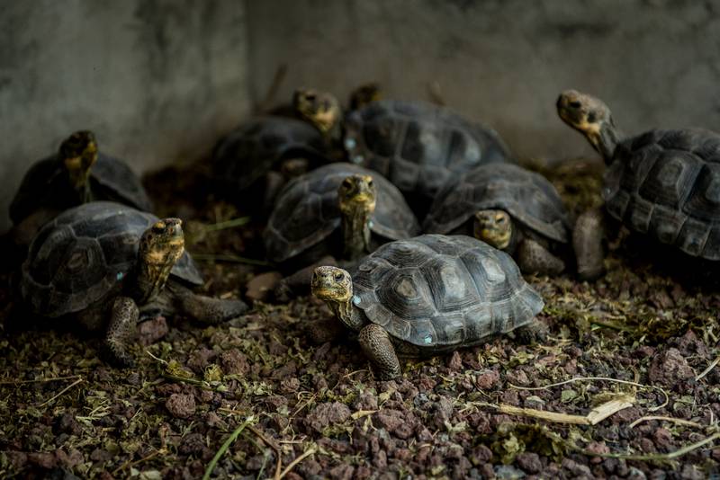 Meet Diego The Centenarian Tortoise Whose Sex Drive Saved His Species Anchorage Daily News