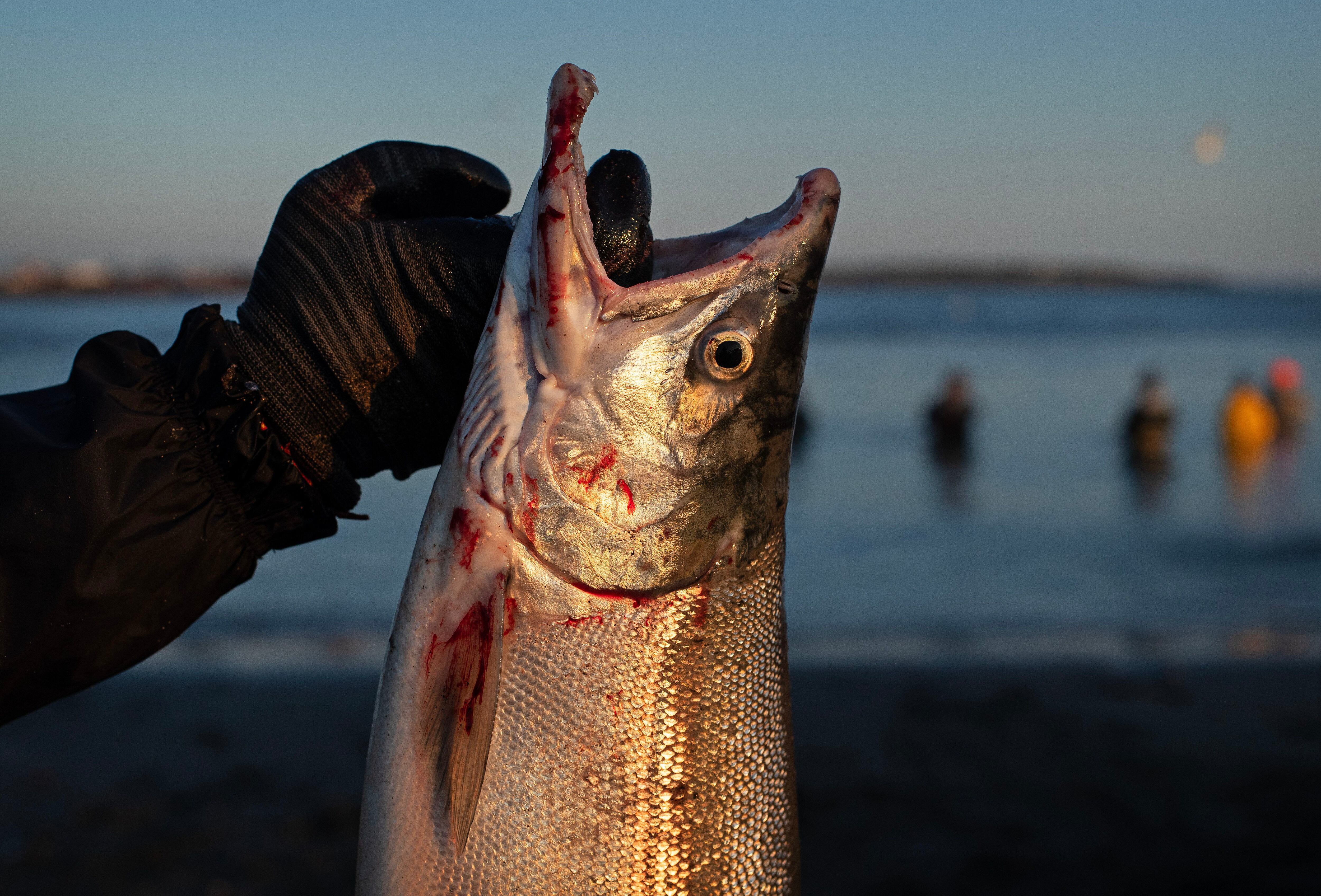 Here's what you need to know as the Kenai River salmon dipnetting season  opens - Anchorage Daily News