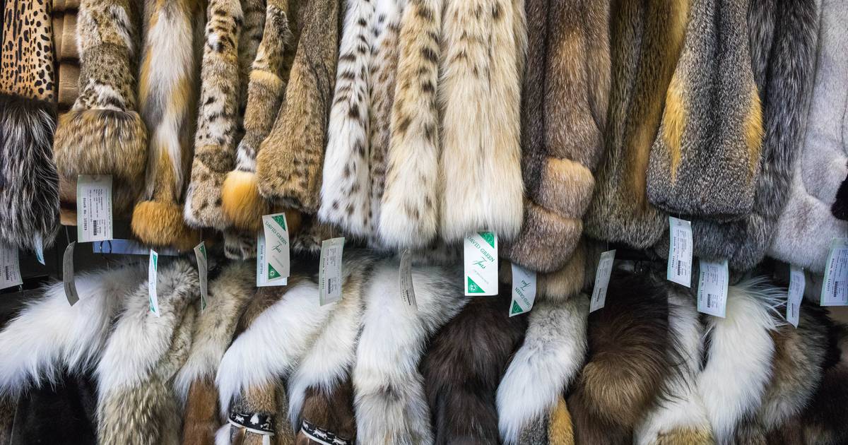 Faced with changing fashion tastes, Anchorage furriers adapt to survive ...
