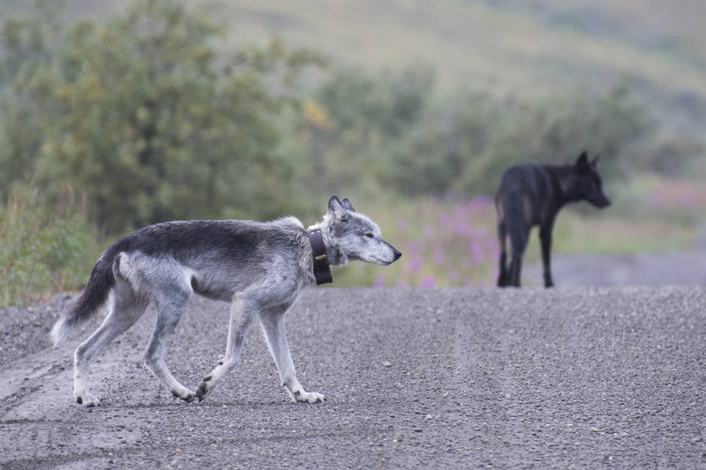 The life of Riley, former leader of once-mighty Denali wolf pack ...