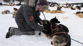 Book review: ‘Four Thousand Paws’ is a welcome addition to the growing library of Iditarod literature