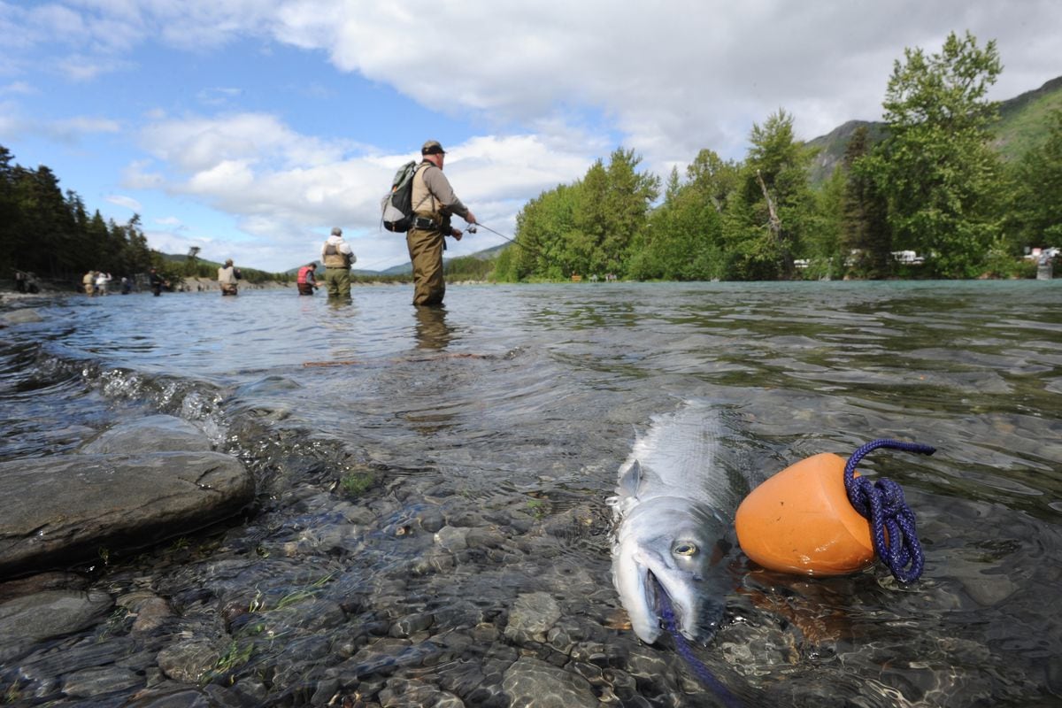 State Projects Low Returns Of Salmon To Upper Cook Inlet Anchorage Daily News