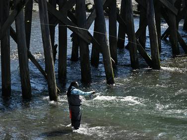 With few exceptions, Southcentral Alaska’s coho salmon run is sluggish