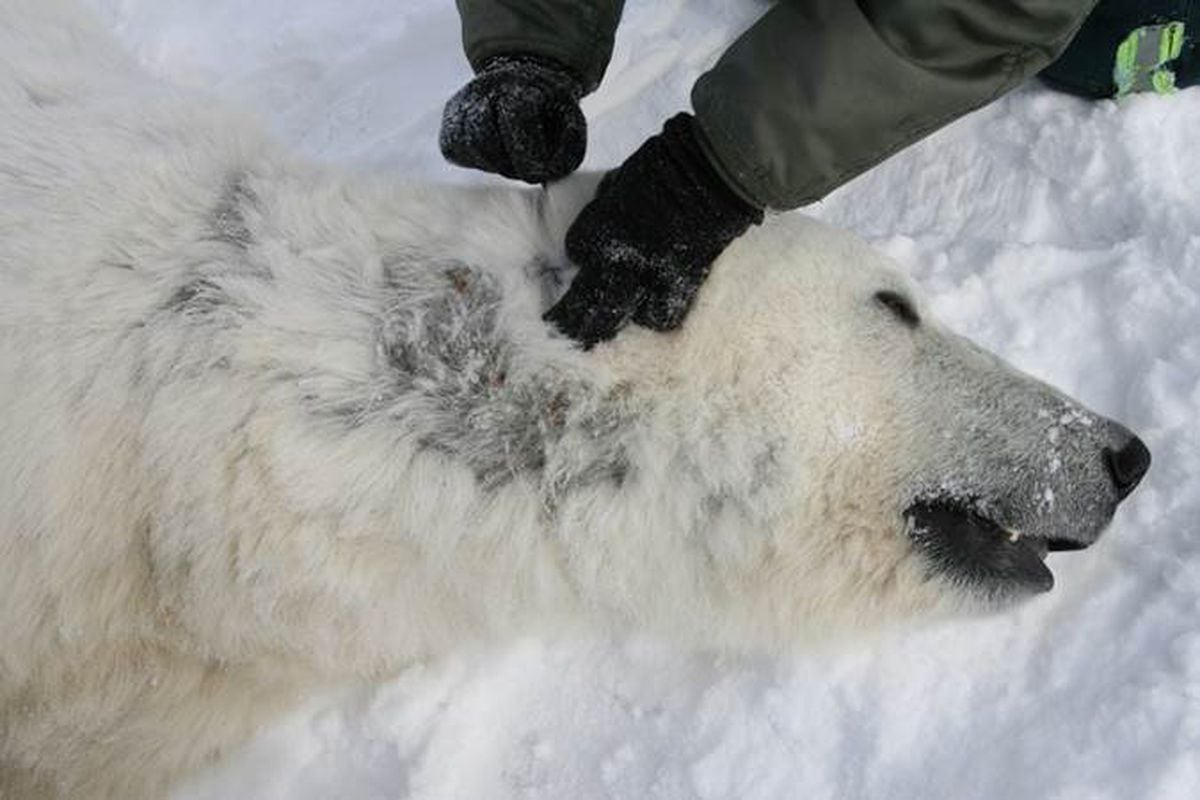 Scientists seek cause of patchy baldness in some Beaufort Sea polar ...