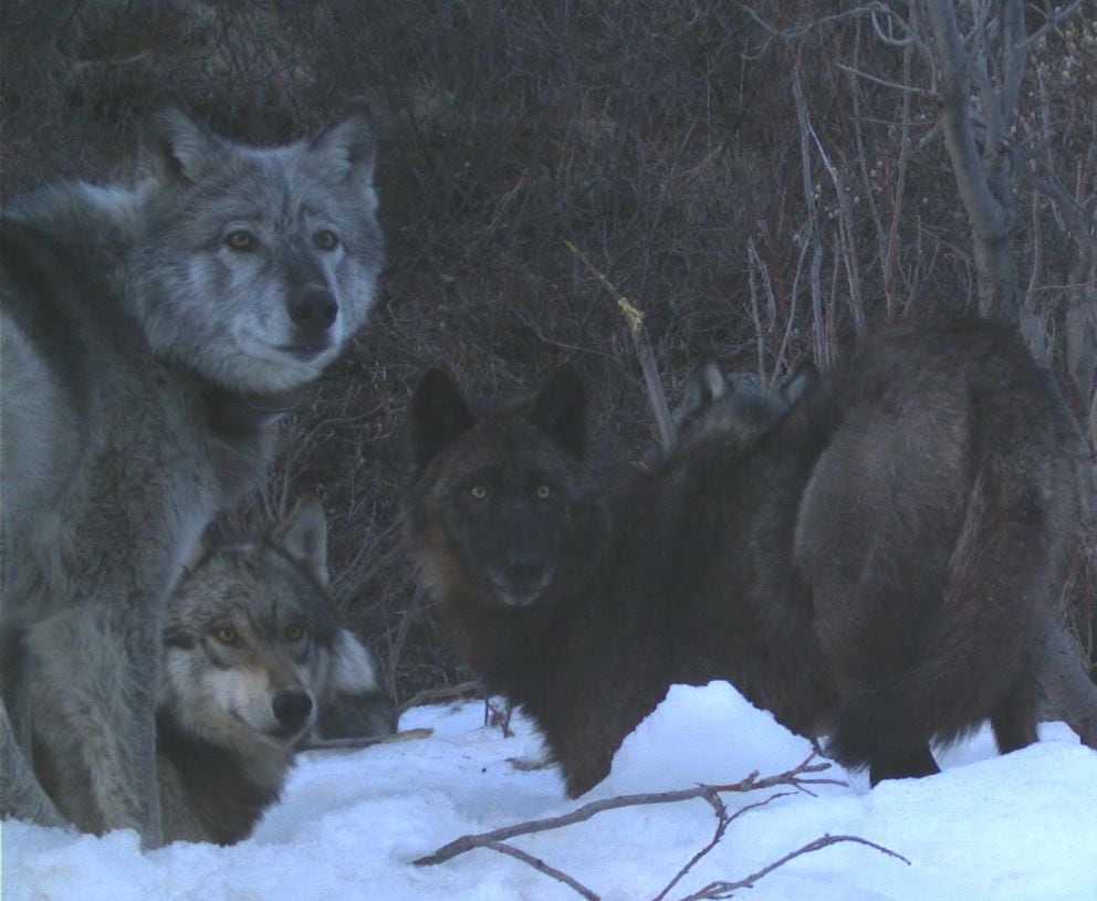 Four members of the Riley Creek wolf pack, including the matriarch, “Riley,” dig a moose carcass frozen from creek ice in May 2016. (National Park Service trail camera photo)