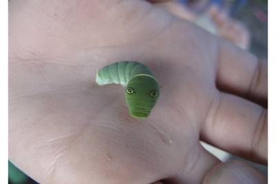 You looking at me? How an Alaska caterpillar uses false eyes to ward off potential predators