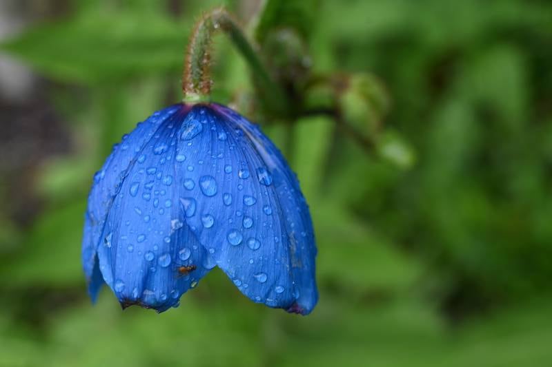 ‘Teaming With Microbes’ podcast: Gardening in the rain  