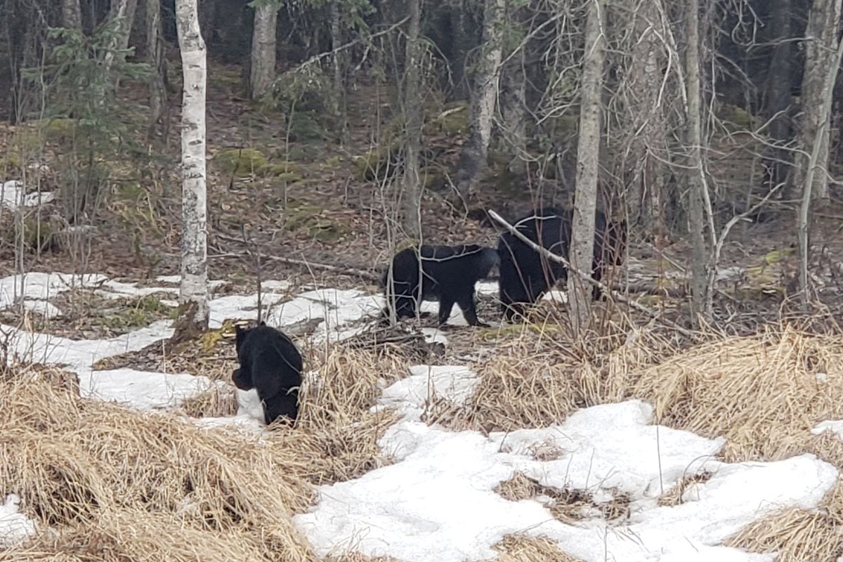 Bring In The Bird Feeders And Secure Trash Bears Are Stirring In