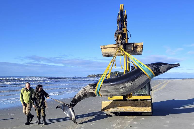 Mysterious whale washed up on New Zealand beach believed to be the world's rarest