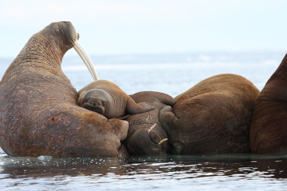 Point Lay Prepares For Possible Walrus Haulout Anchorage Daily News