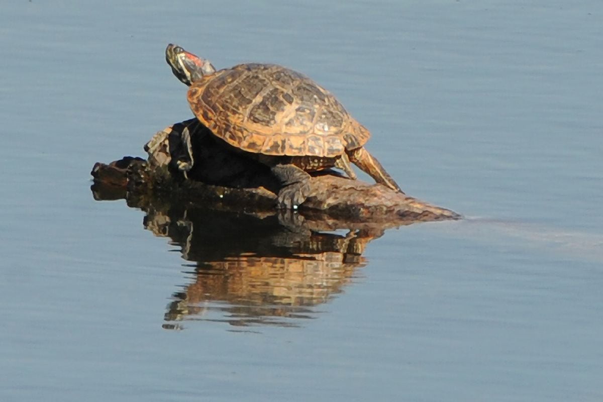 Turtles turning up in Anchorage: Are they surviving the Alaska winter ...