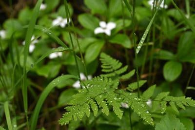 How to fortify your garden when the rain seems never-ending