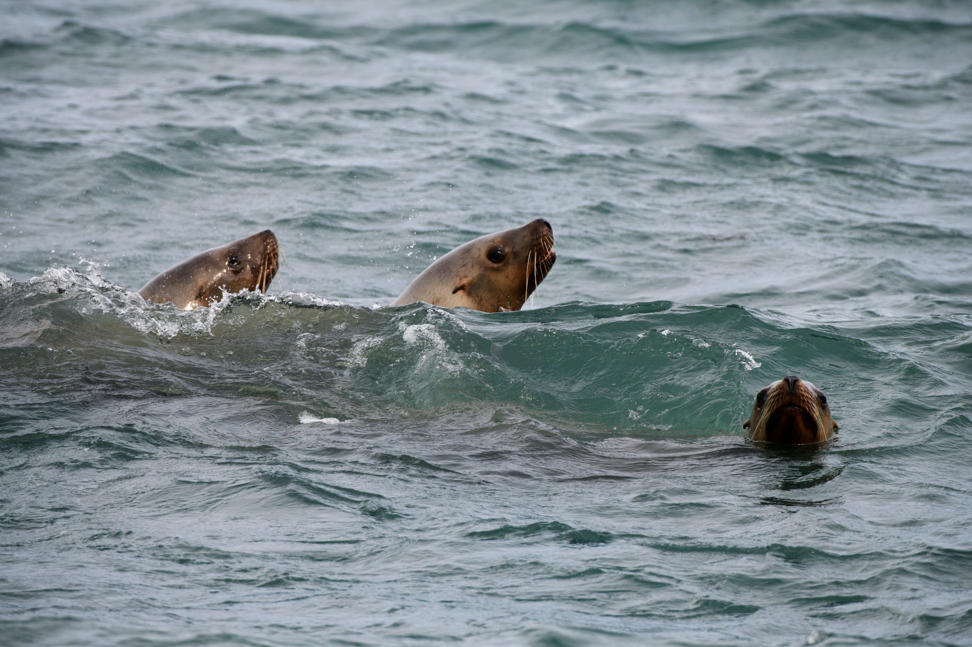 California Sea Lions Keep Getting Shot by Fishermen