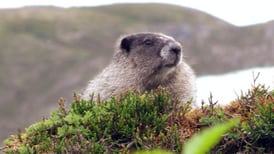 Happy Marmot Day, Alaska!