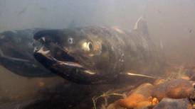 Pacific salmon move north to Arctic Canada from Alaska when ocean conditions allow