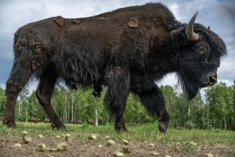 Another new horizon for wood bison in Alaska