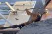 Moose calf caught between floatplane and dock in Homer is saved 