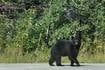 Black bear shot dead while trying to get into tent near Portage campgrounds 
