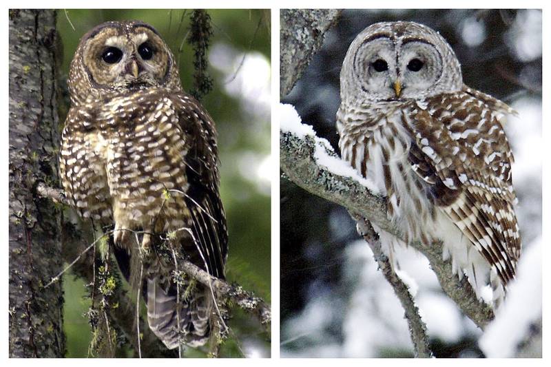 To save one owl species, feds plan to kill hundreds of thousands of another