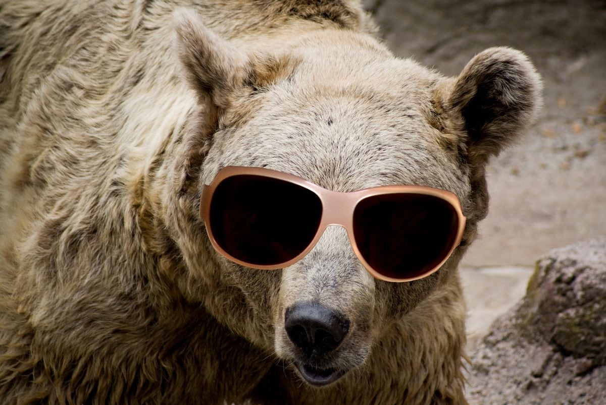 teddy bear with sunglasses