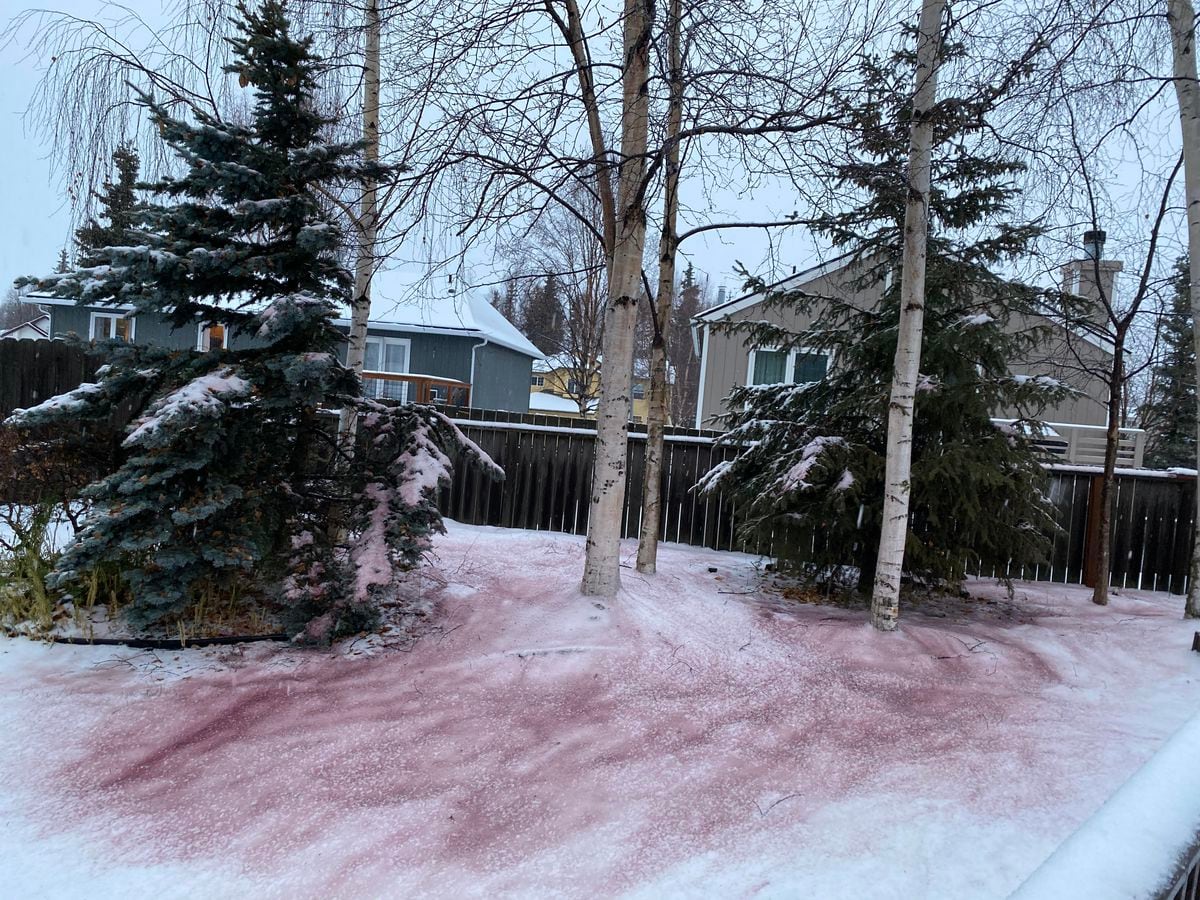 An Anchorage Woman Noticed Red Snow In Her Backyard Here S A Possible Cause Anchorage Daily News