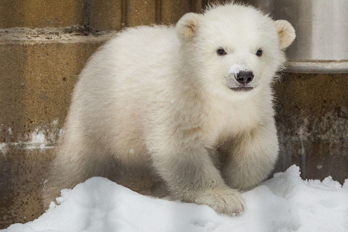 fur real polar bear cub