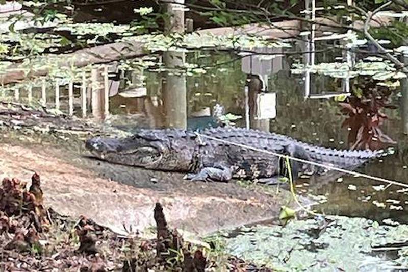 How a Florida woman escaped the jaws of a 400-pound alligator