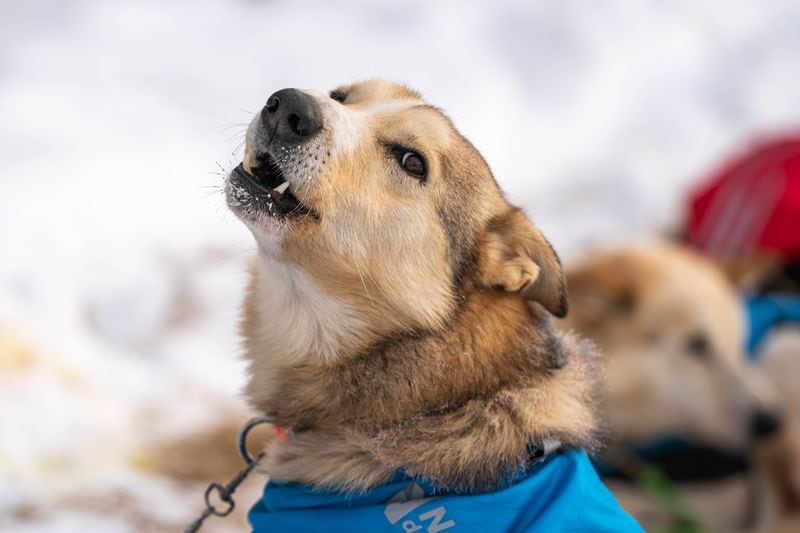 Wallace, a dog in Kristy Berington's team, howls before leaving Takotna on Thursday, March 12, 2020 during the Iditarod Trail Sled Dog Race. (Loren Holmes / ADN)