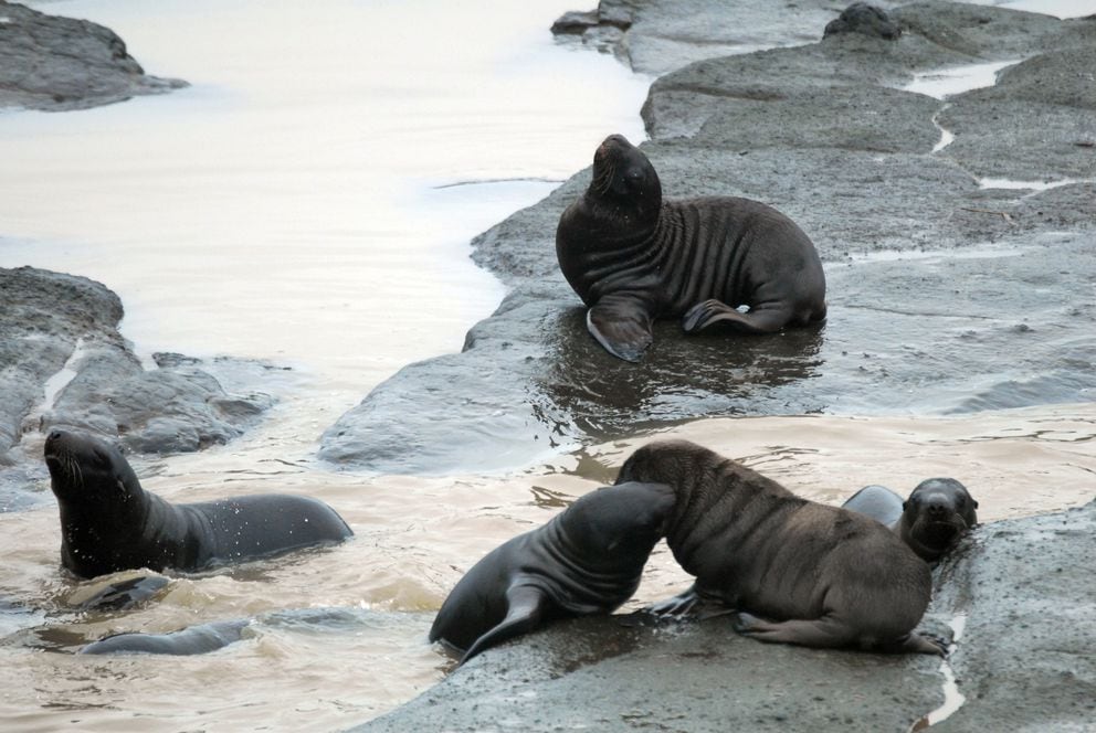 Scientists crowdsource work on declining western Aleutian Islands