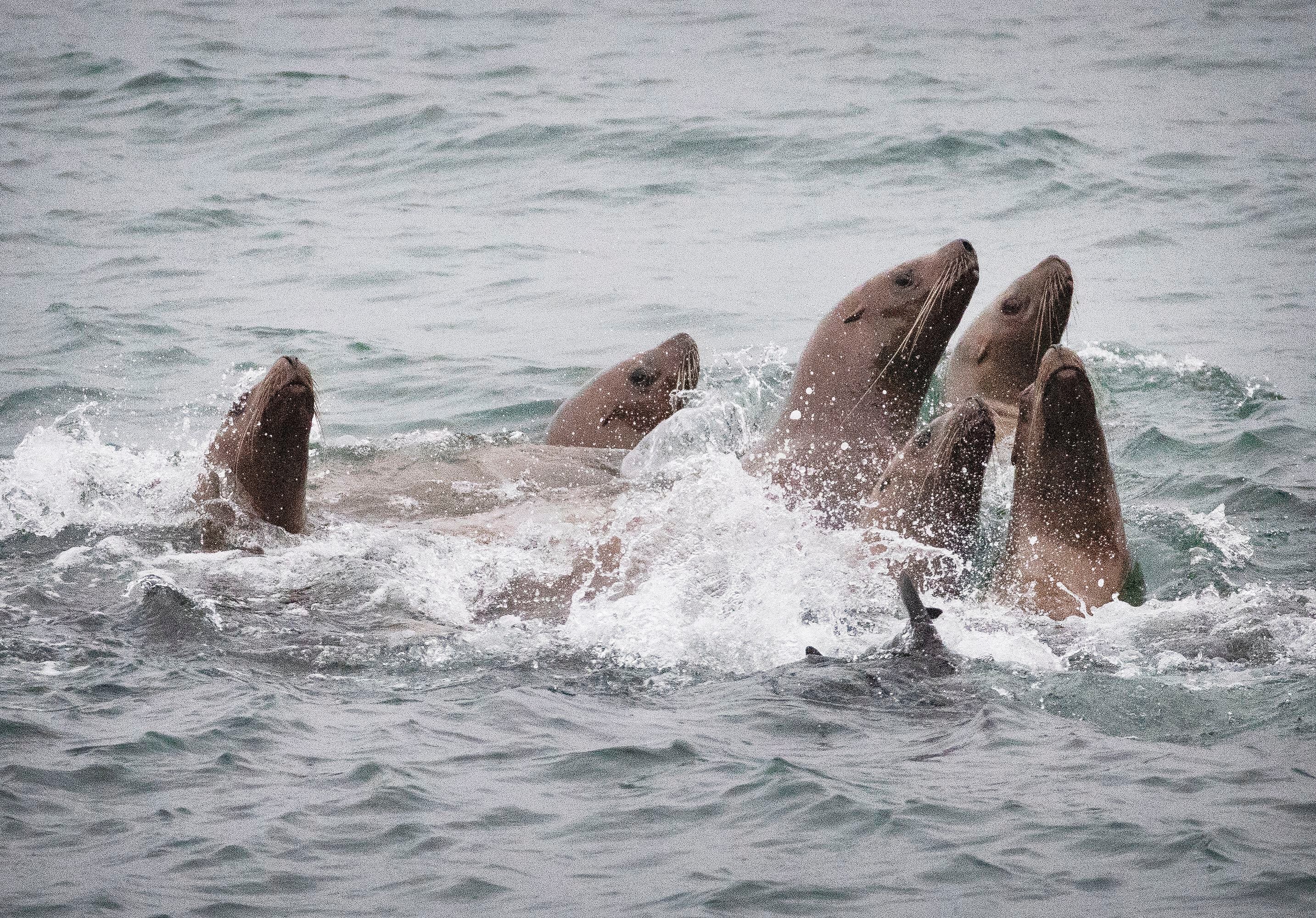 California Sea Lions Keep Getting Shot by Fishermen