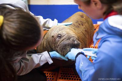 Rescued walrus calf is alert and ‘sassy’ after seemingly being left by her herd in Utqiagvik