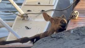 Moose calf caught between floatplane and dock in Homer is saved 
