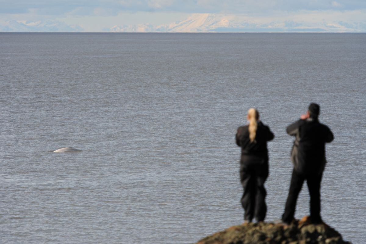 Noise research, Susitna delta habitat focus of new Cook Inlet beluga