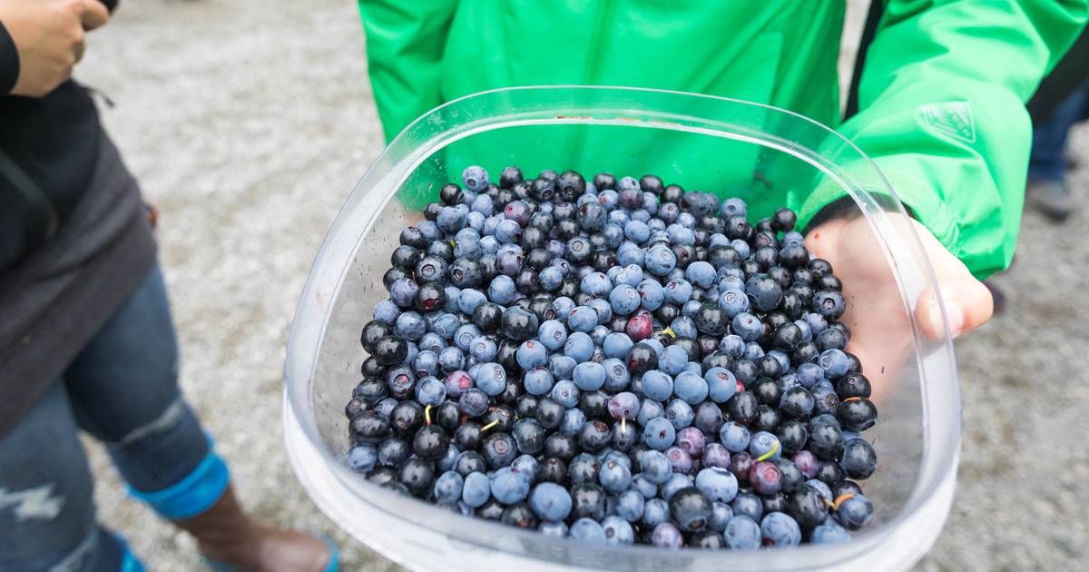 Find blueberries galore at the Alyeska Blueberry Festival Anchorage