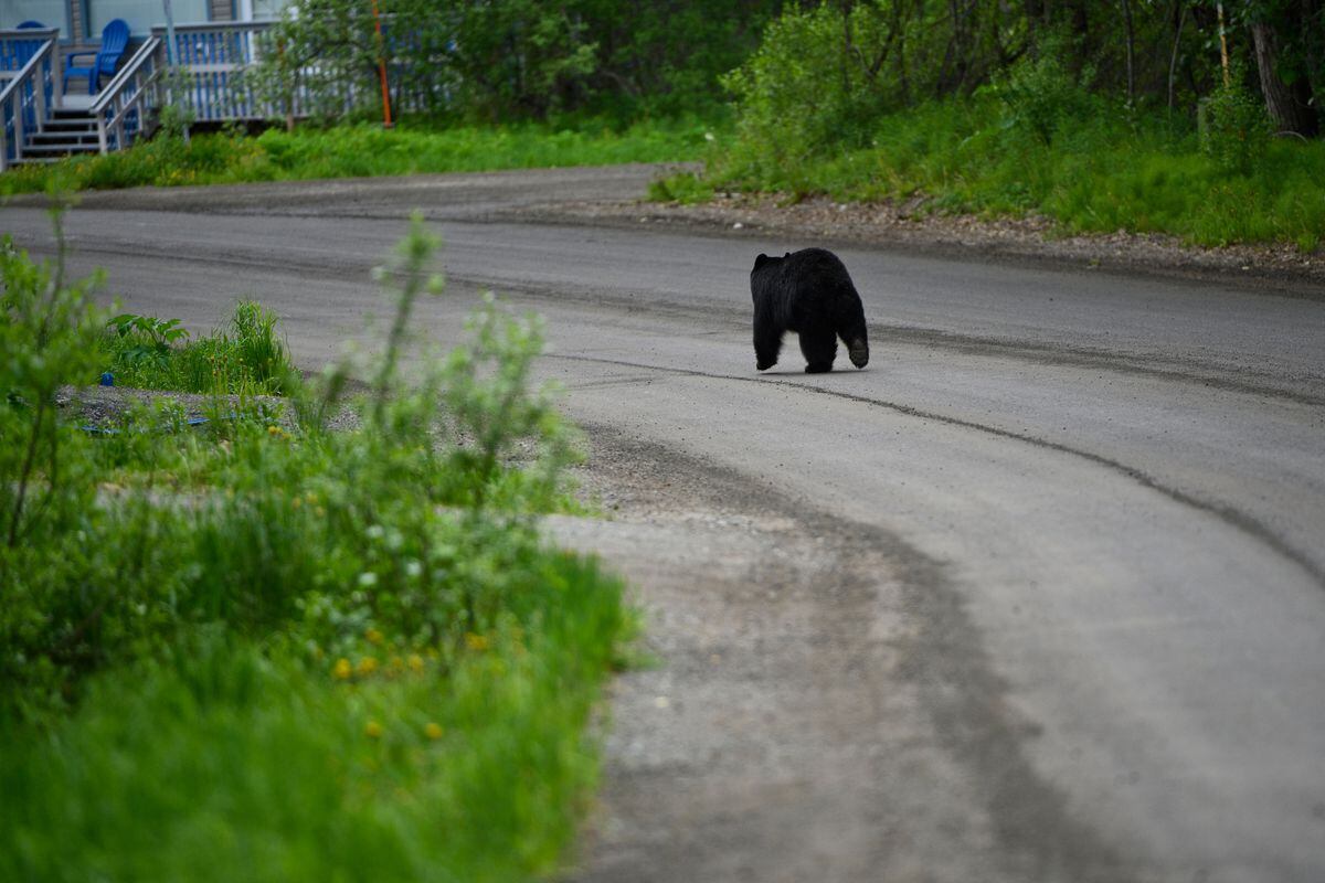 A black bear walks down a residential street in Girdwood on June 16, 2021. (Marc Lester / ADN)